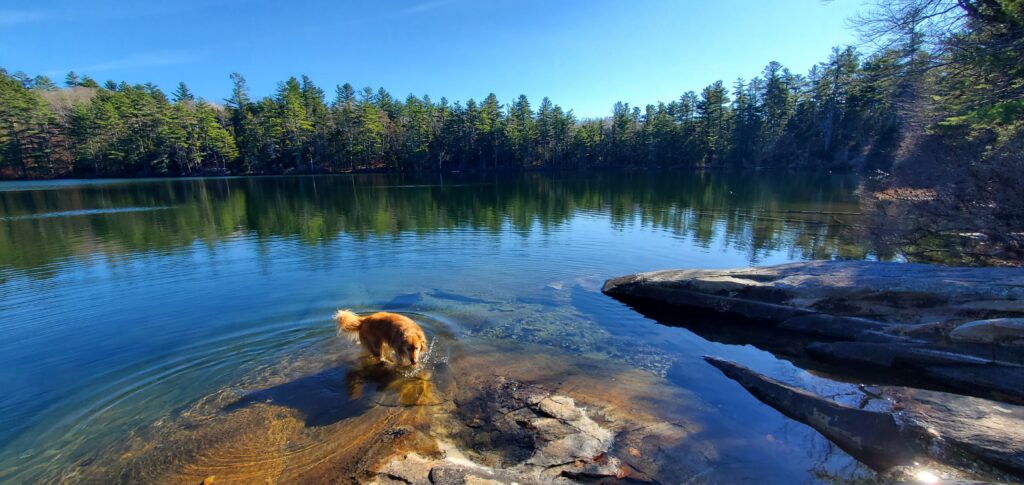 Dog drinking from crystal clear pond surrounded by green pine trees and blue sky