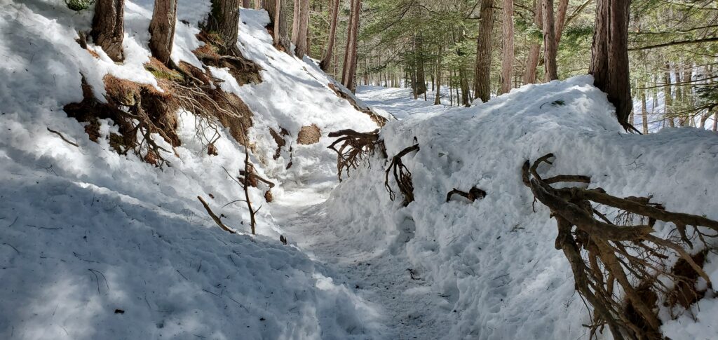 Trail between roots and trees