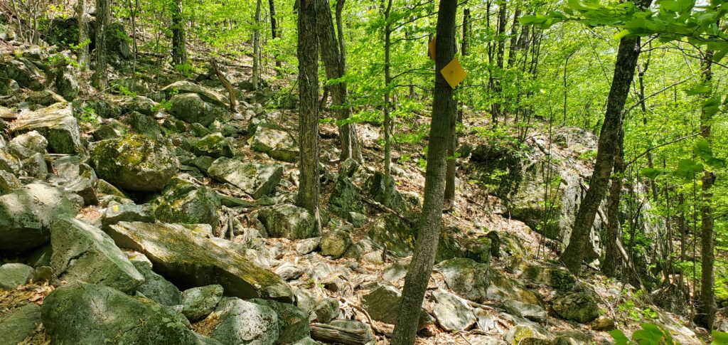 Boulder field on Mount Percival Trail