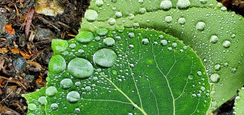 Rain drops on leaves