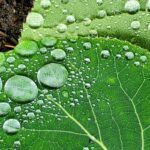 Rain drops on leaves