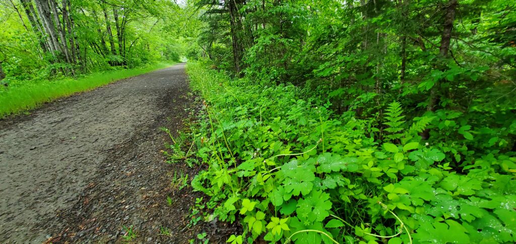 And abundance of green understory