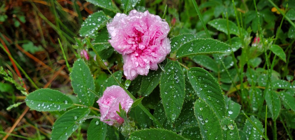 Wild Roses on the side of the Norther Rail Trail