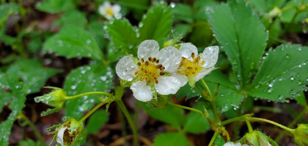 Strawberry blossoms