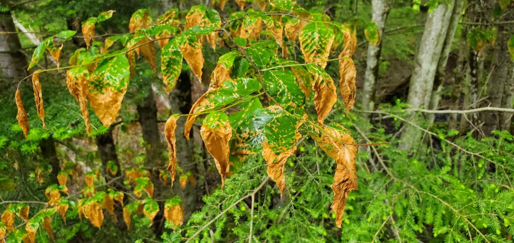 Frost burned beech leaves.