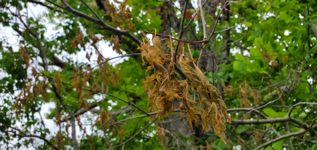 Dead oak leaves after worst late-season frost in New Hampshire History.