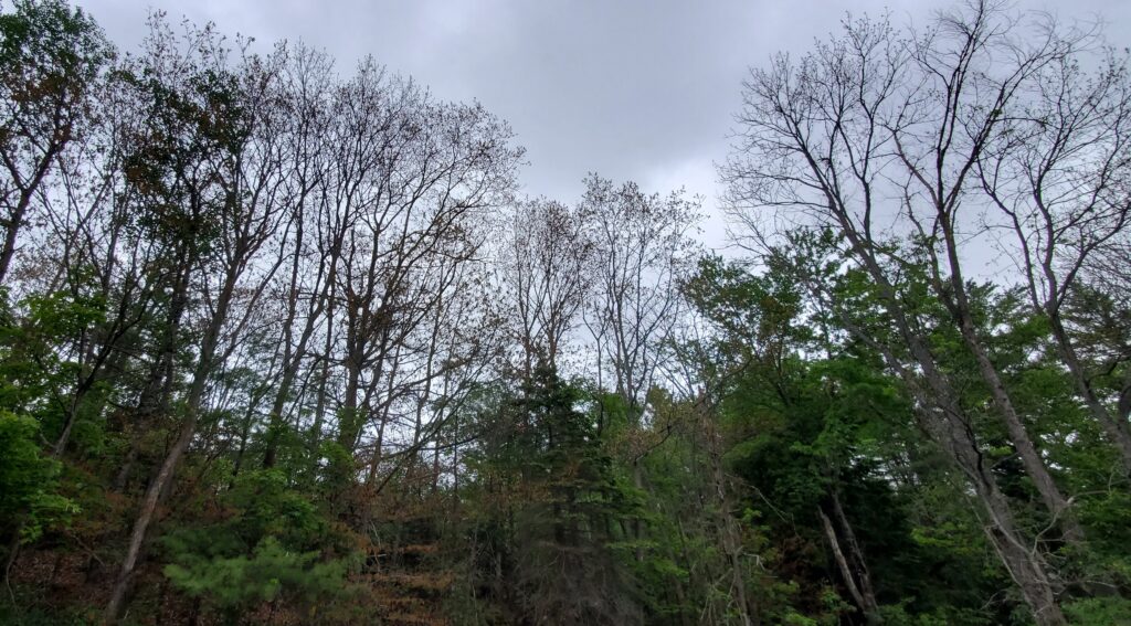 Oak trees after the frost killed the spring leaves.