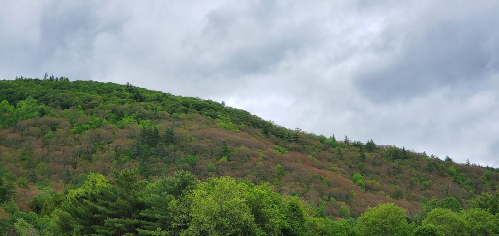 After the frost, oak trees with dead leaves on a hill in Rumney, New Hampshire